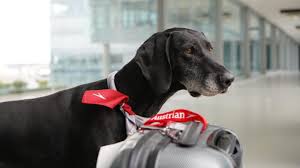 No shipment is too challenging for us. Travelling With Pets Austrian Airlines