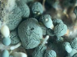 Image result for Porodisculus pendulus