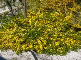 Image result for Acacia lasiopetala