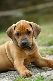 Rhodesian Ridgeback Puppy A Young Rhodesian Ridgeback Dog Puppy Watching The Ot Affiliate You Rhodesian Ridgeback Puppies Rhodesian Ridgeback Dog Puppies