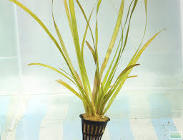 Image result for Vallisneria spiralis