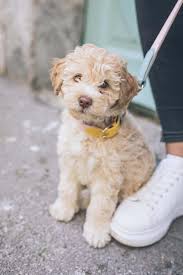 Browse and find cockapoo puppies today, on the uk's leading dog only classifieds site. Are There Bad Things About Cockapoos Cockapoo Temperament Guide