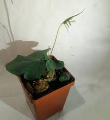 Image result for Dorstenia buchananii
