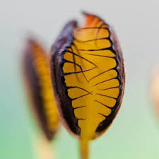 Winter Is Coming A Guide To Venus Flytrap Dormancy The Carnivore Girl In 2020 Venus Fly Trap Venus Fly Trap Care Fly Traps