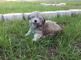 Maltipoo puppies for sale, maltipoo puppies with our signature look!!! Adorable Maltipoo Puppies For Sale In Largo Florida Classified Americanlisted Com
