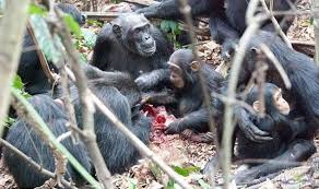 علماء يدرسون سلوك الشمبانزي في أكل لحوم القردة الأصغر سن ا Animals Monkey