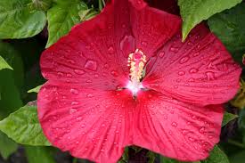 Image result for Hibiscus mechowii