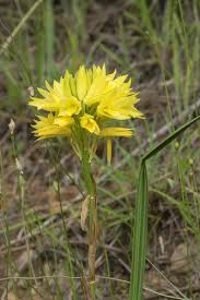 Image result for Eulophia ensata