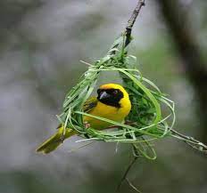 natural engineer pet birds beautiful birds birds