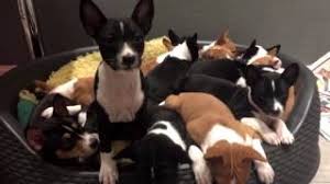 My wife and i had a baby. 14 Basenji Puppies At Kingwanas Basenjis Youtube