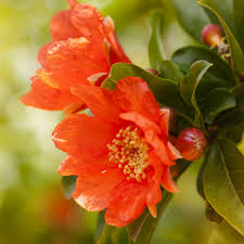 Do not prune heavily, because it reduces the amount of fruit. Pomegranate The Pretty Blossoms That Precede Tasty Fruits Cgtn