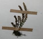 Image result for Grammitis cryptophlebia