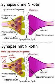 Wie Schadlich Ist Nikotin Heimtest Schaufennelltests De