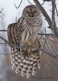 Bird That Sounds Like An Owl Chouette Rayee Owl Bird Barred Owl Beautiful Owl