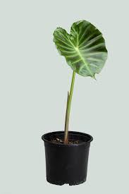 Image result for Remusatia