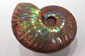 Meaning of ammonite in english. Iridescent Ammonites