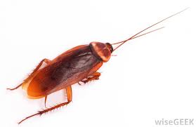 What is a Water Bug? (with pictures)