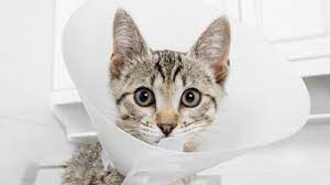 It rapidly grows in the affected cell; Cats And Mouth Cancer Cattime