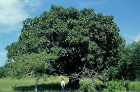 Image result for Ficus lutea