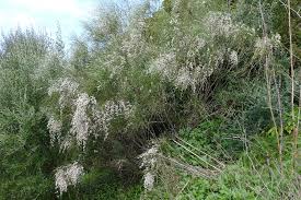 Image result for Retama monosperma