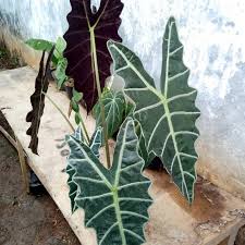 Jual Tanaman Hias Indoor Keladi Amazon Keladi Tengkorak Kota Depok Abang Tanaman Indah Tokopedia