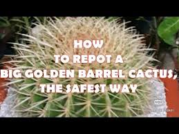 I have a medium sized potted specimen in the standard golden variety, have just sprung for a brevispinus version (pricey in a succulent, or xeriscape landscape, combine golden barrel cacti with agave paryyi var. How To Repot A Big Size Golden Barrel Cactus Youtube