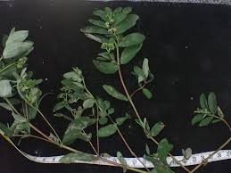 Image result for Euphorbia inaequilatera