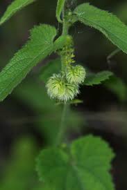 Image result for Tragia okanyua