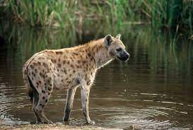 spotted hyena vilified hyena game reserve animals