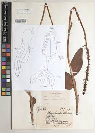 Image result for Platycoryne crocea