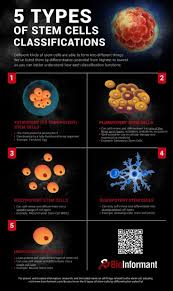 Do You Know The 5 Types Of Stem Cells Bioinformant Stem Cell Research Stem Cells Medical Laboratory Science