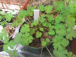 Image result for Pelargonium grossularioides