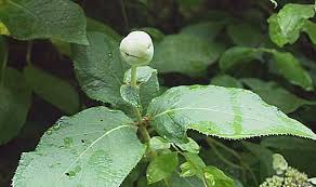 タマアジサイ 玉紫陽花 高尾山とその周辺を歩いて