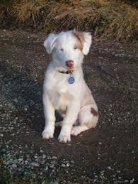 pin von lilli henriette auf tiere pinterest hunde tier und susse hunde