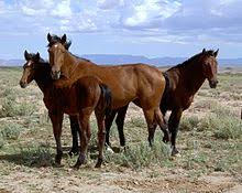 There are also things you can do that would really help return to freedom help wild horses. Mustang Wikipedia
