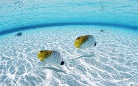 If you're in search of the best ocean wallpaper, you've come to the right place. Pretty Ocean Wallpapers On Kubipet Com