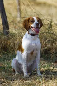 What Is The Difference Between A Brittany A German Animal Photo German Shorthaired Pointer Animals