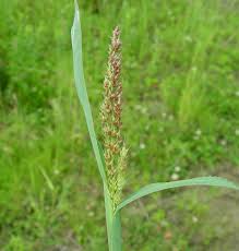 Image result for Echinochloa jubata