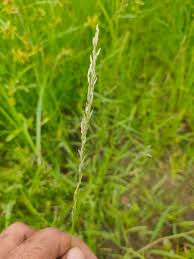 Image result for Eragrostis atrovirens