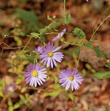 Image result for Aster