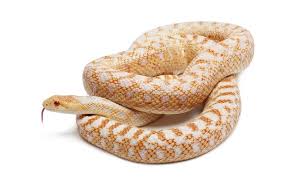 Whereas, an albino sonoran gopher snake might cost upwards of $150. 184 Gopher Snake Photos Free Royalty Free Stock Photos From Dreamstime