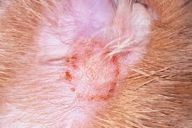 Image result for Feline Miliary Dermatitis