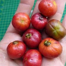 Image result for Eugenia malangensis