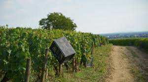 2018 Vintage A Tour De France Of This Years Harvest