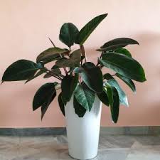 Potted plants are available for the green fingers. Www Daun Com My Daun Com My