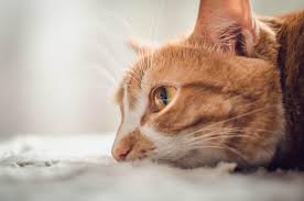 It's not the most fun chore to do, but let's face it, it's not a bad option when you're bored. 5 Signs Your Cat Is Bored Out Of Their Mind How You Can Help Meows N Paws