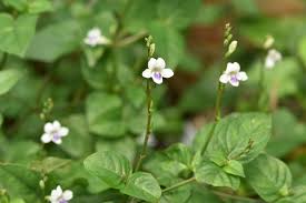 Image result for Asystasia gangetica