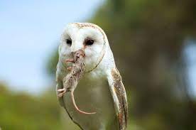 We did not find results for: Ini 7 Alasan Ilmiah Jangan Pelihara Burung Hantu