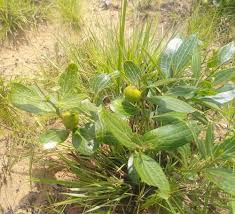 Image result for Anisophyllea quangensis