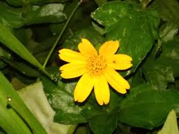 Unduh stok foto bunga matahari di stok agen fotografi terbaik dengan jutaan stok foto, gambar dan lukisan premium berkualitas tinggi bebas royalti dengan harga yang wajar. 27 Gambar Bunga Matahari Liar Galeri Bunga Hd